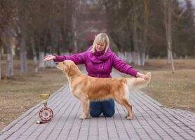 JGrCH Blr Breed Blr CH Breed Super Blr Vasilisa Prekrasnaya Mechta Detstva
