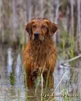 HRCH Ginger's Dixie Outlaw