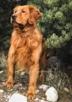 Gus's Red Ruger Of B-Town