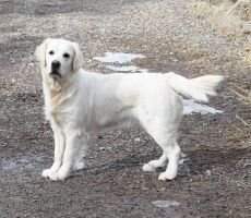 Elkridge Daisy Mae