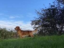 Pure Dutch Passion Dedalus Diggle