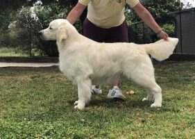 Shiva's Golden The Kid