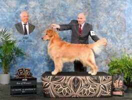 Nat CH/Int CH/Am CH/Can GCHB Bearabella's Be Legendary