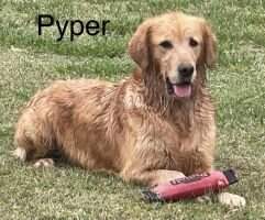 Crf Pyper Crf Pyper