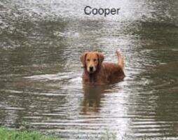 Crf Cooper Crf Cooper