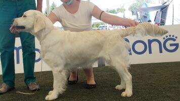 Nessy of Hoiker Goldens at Ankaranska