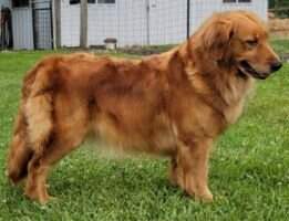 Nat. CH Km Sadie Bear RN BCAT CGCA ATT Nat. CH Km Sadie Bear RN BCAT CGCA ATT