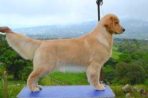Legacy Golden Beatriz