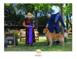 ArgCh Dreamers Golden Boom Blue With Ton