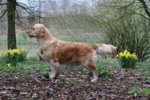 Ch.Fr. Ch.Lux. Ch.Swiss. Ch.Bel. Ch.Dutch Pearly Irresistible Dust du Bois de la Rayere