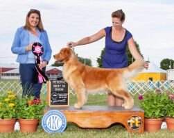 MBIS MBISS GCHP CH Goodfield Forever Red Neck Woman