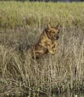 Topbrass Sonora Retrievers Etta Place ***