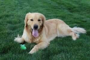 Gsr's Sadie
