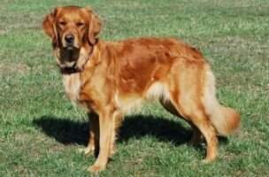 SHR Fern Hill Jessie's Girl SWD SWME
