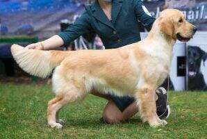 Russia, CH RKF, CACIB UITNEY QUEEN OF THE HEART IZ DOLINY SOLNCA