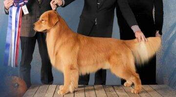 AKC CKC MBIS MBISS GCHEX Ambertru's R U Lonesome Tonight RN AKC CGCA TKN