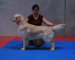 Esieba's Australian Boomer