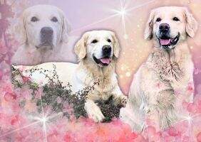 Bria Aimee Golden Claudie Love