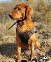 Rowdy No-Roo Norred