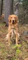 PGOLD TUCKER PGOLD TUCKER