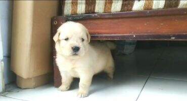 Dek kipit