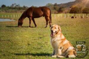 Golden Machine Dalila Golden Machine Dalila