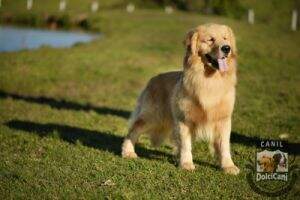 Recanto dos Goldens Golden Trip Bolt