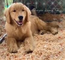 Queijeiro Legacy Golden Tom