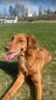 Wild Dawgs Goldie Princess Python