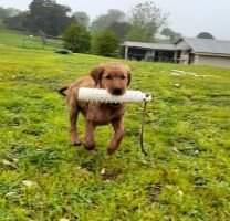 Surefire's Kansas City Rubie Reddog