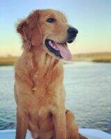 Retrieving Riley Rollins Retrieving Riley Rollins