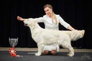 Champion of Lithuania Rus RKF Club Goldenrush keep your eyes on me