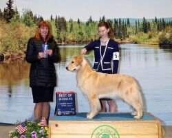 Bear Valley's Arctic Rose