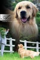 KOR CH CHERISH GOLDEN?S ADELE KOR CH CHERISH GOLDEN?S ADELE