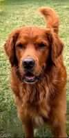 Lish's That's A Huckin Good Boy