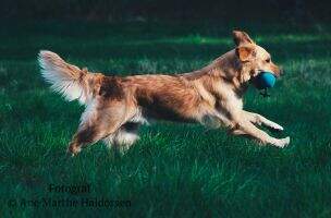 RL1 Gull Goldens Fiona
