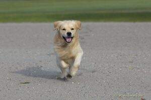 UKC-CH UH HR Golden Joy's Holiday Road CGCA TKI CCA