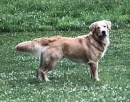 Pine Run's Neversink Island Boy ***
