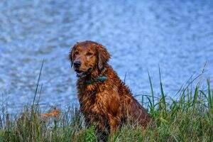 HR Wyoming Sky Bridger's Dozing Thunder DS TKN VHMA FITB