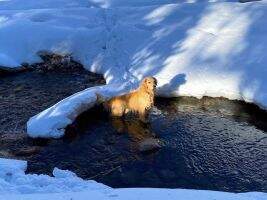 Bear Valley's Bodie