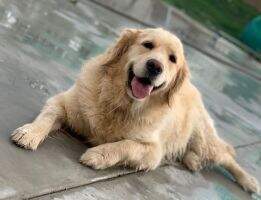 Funny Lion Nala Funny Lion Nala