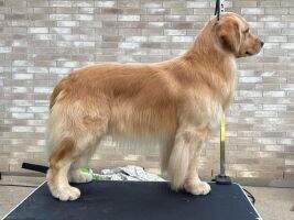 CH Elkcreek Hashtag No Filter CAA BCAT DNA CGCA CGCU TKI CH Elkcreek Hashtag No Filter CAA BCAT DNA CGCA CGCU TKI
