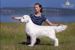 Jun.Ch Rus,Jun Ch RKF BOHEMIUM OF ZAPOROZHYE RICHARD FLYING STAR Jun.Ch Rus,Jun Ch RKF BOHEMIUM OF ZAPOROZHYE RICHARD FLYING STAR