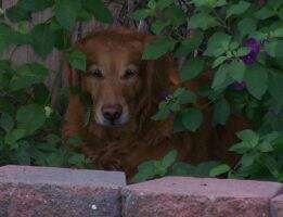 Koloa's Golden Discovery