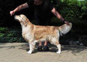 AVALON Rera Canis