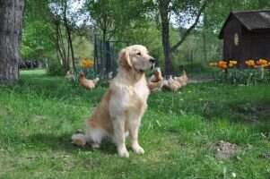 Dollymudley Macallan at Rayleas