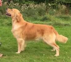 Shootdog Golden Chestnut