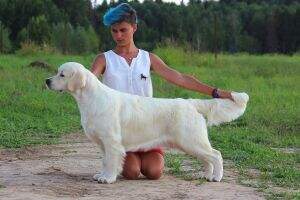 JCHRus, JChRKF, JChClub, СhRus, CH RKF Arilis Line Daniella