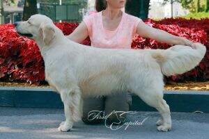 Candidate for JGr.CH UA Arilis Line Zedan 5xBest Junior