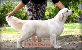 Arilis Line Zlatoslava